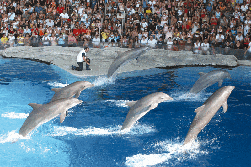 I delfini di Oltremare a Riccione